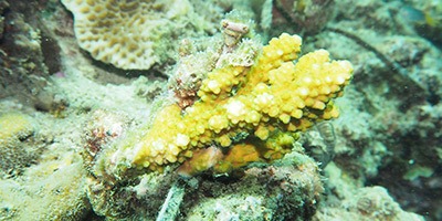 Coral Fragments